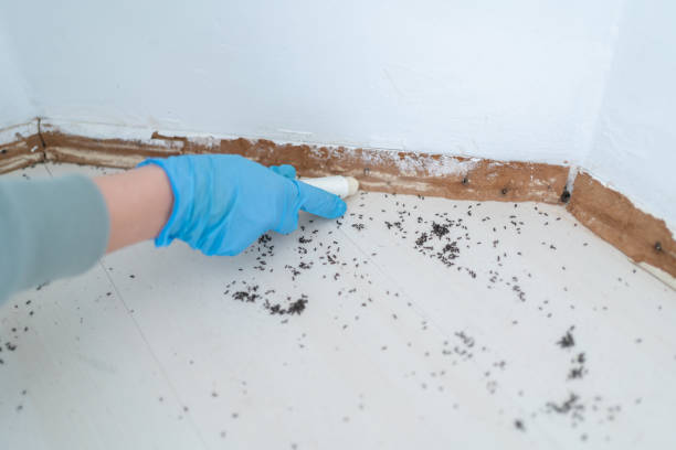 Best Ant Control Services  in Fairmount, GA
