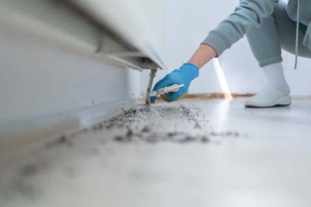 Best Wasp Removal Services  in Fairmount, GA
